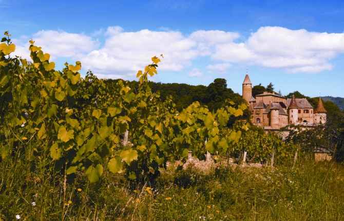 Closeup image of vineyards in the region of Beaujolais, France. A chateau is seen on the background.