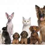 orar-pelo-animais-e-biblico