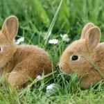 os-10-animais-mais-fofos-do-mundo-02