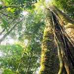 vegetacao-da-floresta-amazonica-4