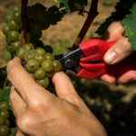 358454_871515_img_5916