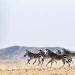 Haartmans Mountain Zebra