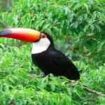 Mata Atlântica – São Paulo e Paraná (SP – PR)