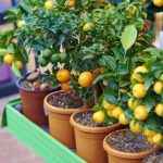 orange-tree-stock-image-royalty-free-image-657096990-1532470398-e1587762498111-768×512