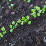 aprenda-a-reaproveitar-sementes-e-raizes-para-plantar-horta-em-casa-1280×720