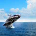 baleias-jurbate-baía-de-semaná-la-prensa
