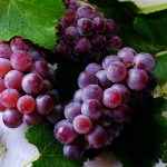 uvas 1