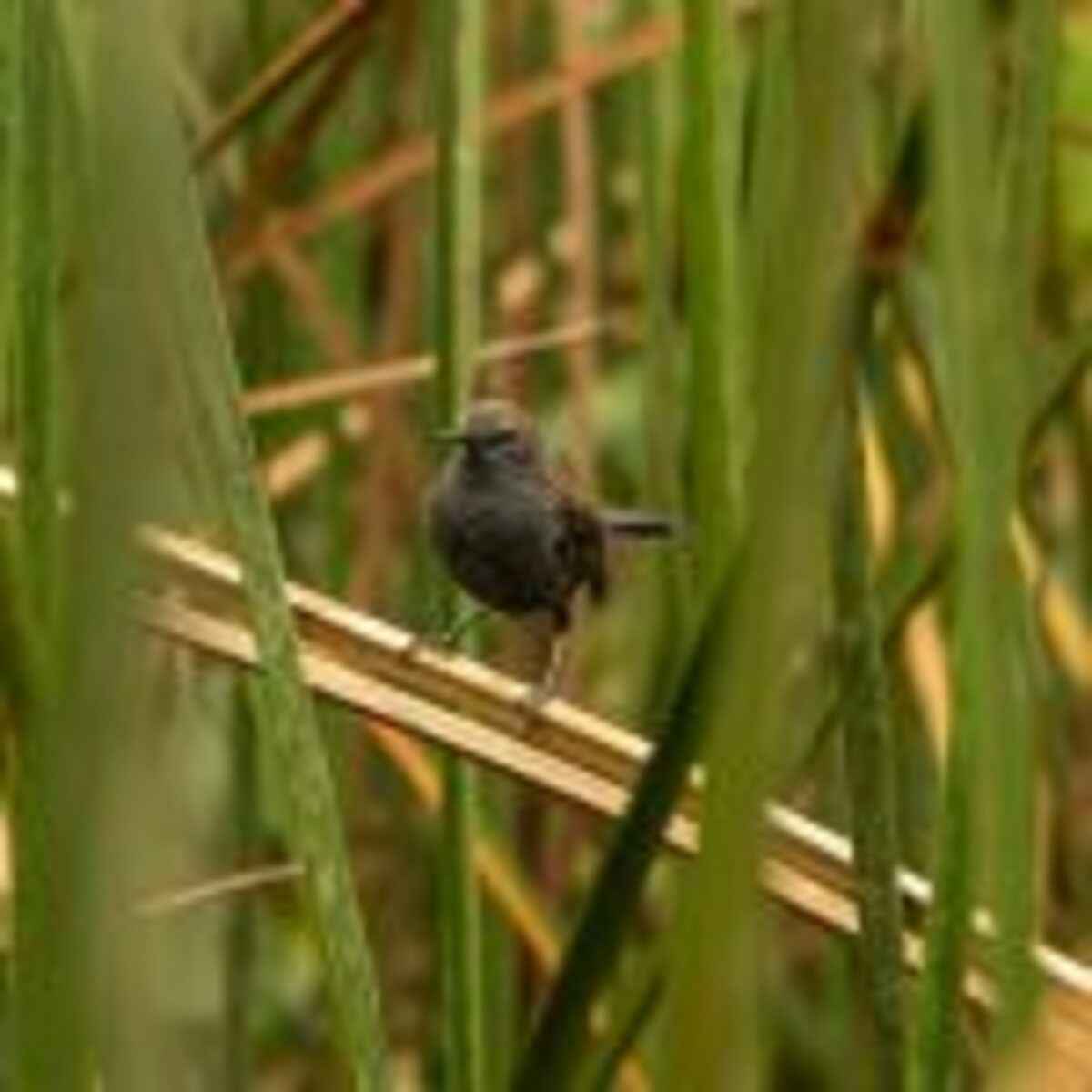 Fauna_Bicudinho-do-brejo-FOTO-POR-RICARDO-BORGES