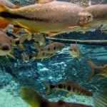 Ponto Turistico;Nobres-MT