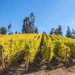 la-recova-vinhedos-alta-densidade (1)