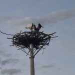 Alexander de Oliveira 2