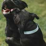 pexels-heidi-meborg-6469221