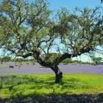 Montado – crédito Turismo do Alentejo