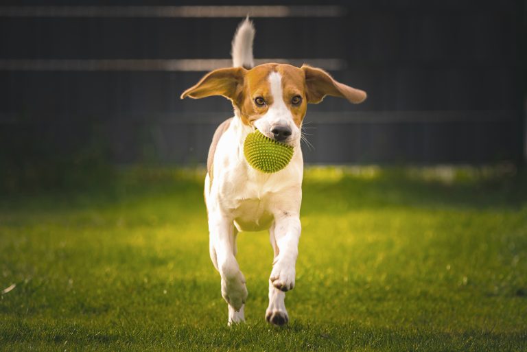 Pets também sofrem com saúde mental