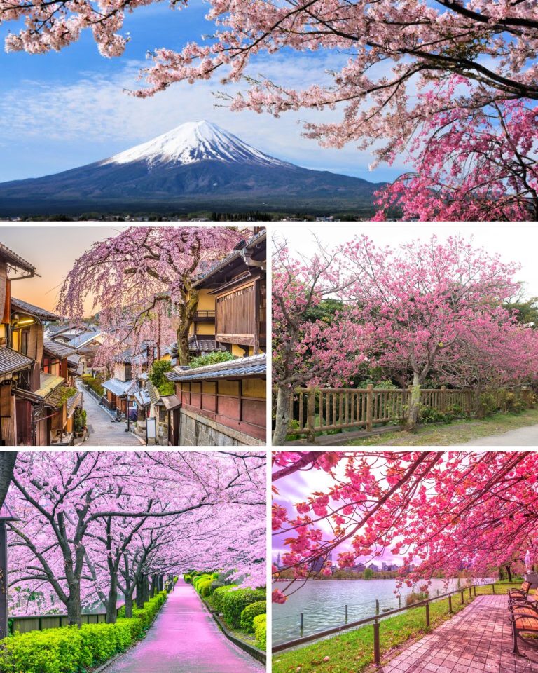 Os mais belos lugares para fotografar cerejeiras no Japão