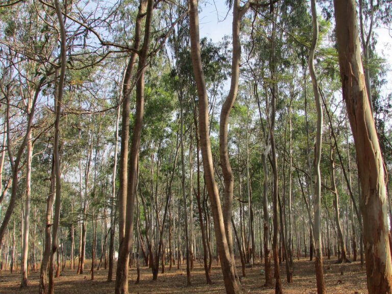 Plantar eucalipto é colher desenvolvimento sustentável