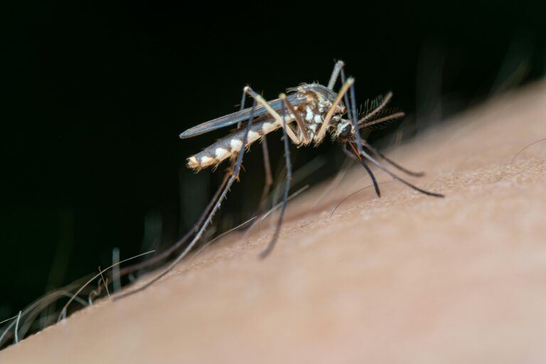 Dicas para proteção e combate ao mosquito da Dengue