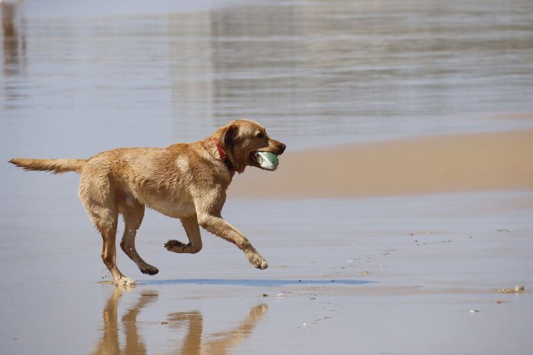 Dicas de como aproveitar passeios no calor com os pets