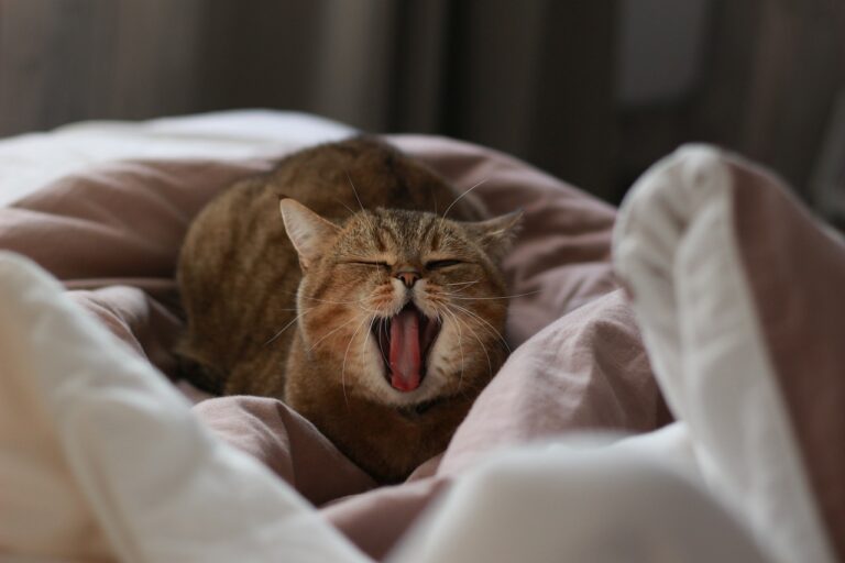 Gatos Fresquinhos: cuidados nos dias quentes