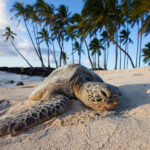 Sea Turtle On Tropical Sandy Beach