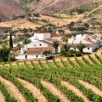 Borba vineyard – Credito CM Borba