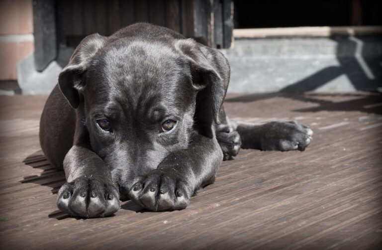 Zoonoses: como elas afetam os pets?
