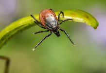 Febre maculosa: saiba como identificar e se prevenir