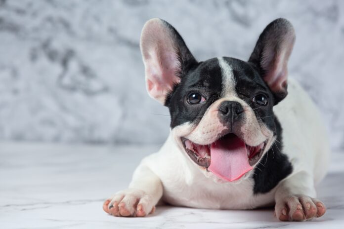 french-bulldog-dog-breeds-white-polka-dot-black-marble (1) (1)