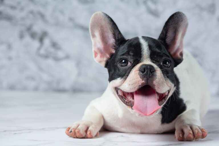 Zoonoses: como elas afetam os pets?