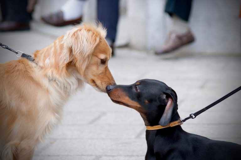 Como ajudar o pet a interagir com o mundo?
