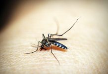 Apesar da queda, risco de novo pico de dengue preocupa