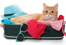 Como planejar a viagem de fim de ano com pets