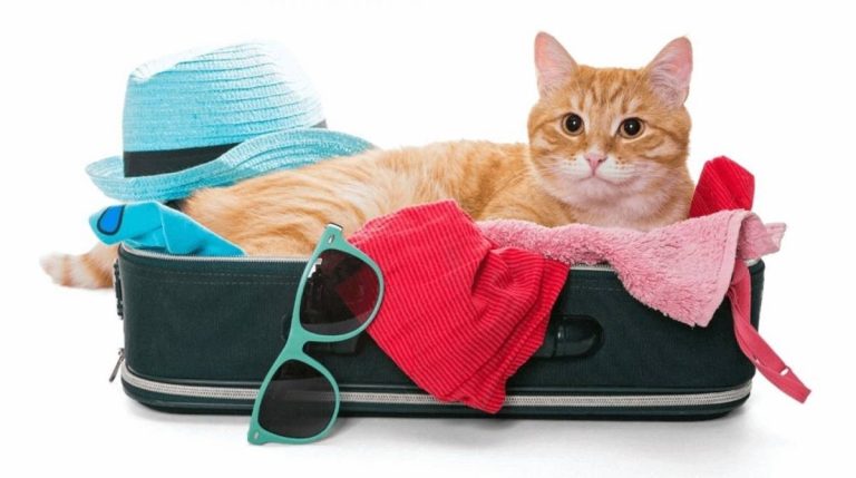 Como planejar a viagem de fim de ano com pets