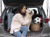 Vai viajar com o pet? não esqueça o check-up