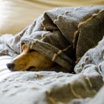 falellorente-dogs-5021085