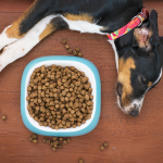 mattycoulton-dog-5504866