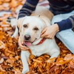 portrait-cute-golden-labrador-sits-autumn-park-with-his-owner