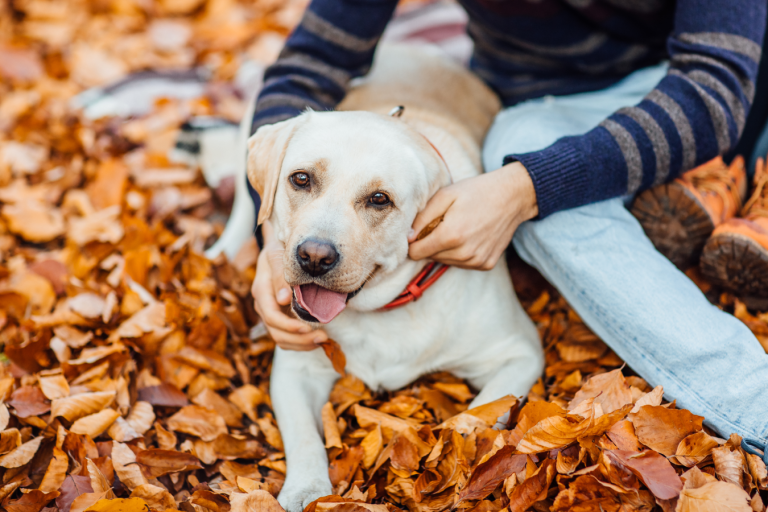 Pets no outono: sono, apetite e novas rotinas