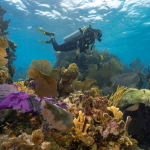 Diver-swimming-over-reef-structures-