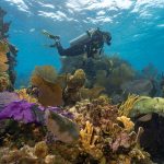 Diver-swimming-over-reef-structures-_Easy-Resize.com