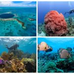 belize-release-grid
