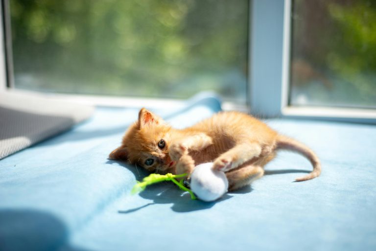 Bolas de pelo em gatos: alerta ou normalidade?