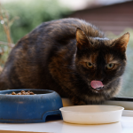 surprising_media-animal-7129393
