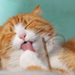 teamk-cat-323262