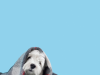 Pets e o frio: entenda as mudanças de sono e apetite