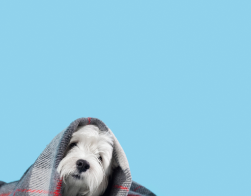 Pets e o frio: entenda as mudanças de sono e apetite