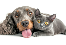 O paladar de cães e gatos: entenda as diferenças