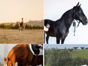 Cavalo puro-sangue lusitano: a joia do Alentejo
