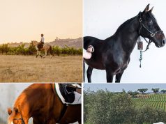 Cavalo puro-sangue lusitano: a joia do Alentejo