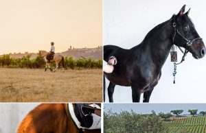 Cavalo puro-sangue lusitano: a joia do Alentejo